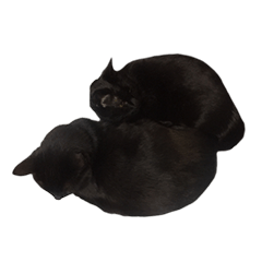 [LINEスタンプ] ぱとま 黒猫の兄弟の画像（メイン）