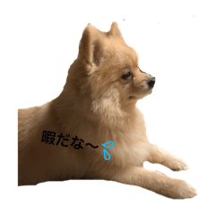 [LINEスタンプ] 愛犬ポメラニアン(グル) 