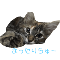 [LINEスタンプ] うちのノルウェージャンフォレストキャット