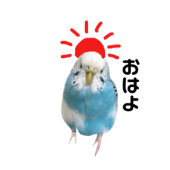 [LINEスタンプ] 可愛いインコさん 