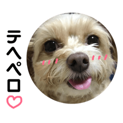 [LINEスタンプ] チャチャのスタンプだよーん 