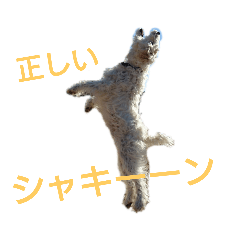 [LINEスタンプ] 飛び犬 シェビー