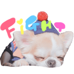 [LINEスタンプ] チワワの愛犬さらん fetchpriority=high