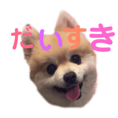 [LINEスタンプ] ポメラニアン ちぃちゃん日常1 