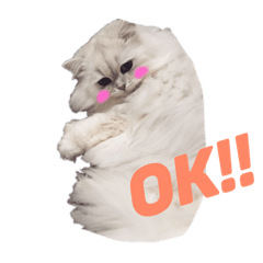 [LINEスタンプ] うちのねこ2@ししまる×ココちゃん