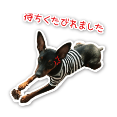 [LINEスタンプ] 意外と使えるワンちゃんスタンプ★ミニピン