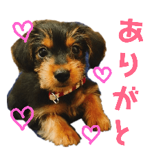 [LINEスタンプ] アディとポロ
