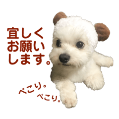 [LINEスタンプ] チワプー のパンくん