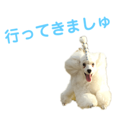 [LINEスタンプ] プードルましゅの日常。使ってみましゅ？ fetchpriority=high