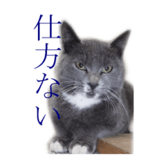[LINEスタンプ] 黒いネコ Darkness cat