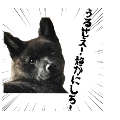 [LINEスタンプ] 黒い眼のハバネロ、風太 修正 