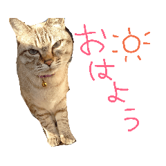 [LINEスタンプ] まにスタンプ 