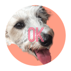 [LINEスタンプ] Go ピーナッツ！ 