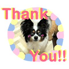 [LINEスタンプ] 愛犬りんりんスタンプ 