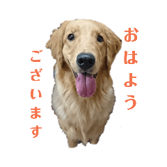 [LINEスタンプ] ゴールデンレトリバー(ロワ) 