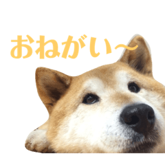 [LINEスタンプ] ゴンのおしゃべり