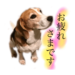 [LINEスタンプ] ビーグル犬  チャビの1日［No.3］