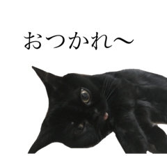 [LINEスタンプ] 黒猫たるみ3 
