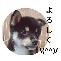 [LINEスタンプ] KURO SIBA 