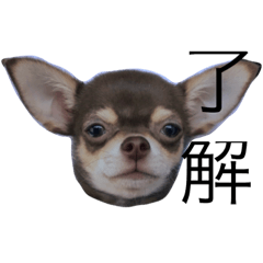 [LINEスタンプ] チワワのわちちスタンプ fetchpriority=high
