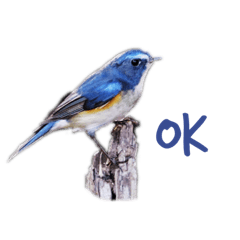 [LINEスタンプ] 野鳥スタンプ01 