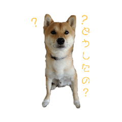 [LINEスタンプ] 柴犬チキ＆キクマルPart1 