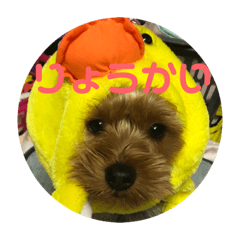 [LINEスタンプ] ちょこちゃんのスタンプ♡ 