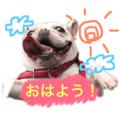 [LINEスタンプ] あぐりのスタンプ 