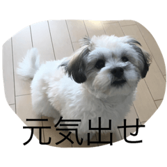 [LINEスタンプ] 我が家のポキの日常