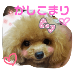 [LINEスタンプ] トイプードルはうす。もも 