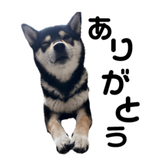 まりことたんこ