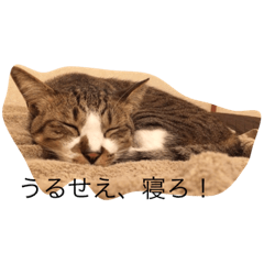 [LINEスタンプ] 武蔵と愉快な仲間たち fetchpriority=high