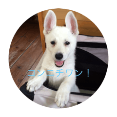 [LINEスタンプ] ホワイトシェパード J
