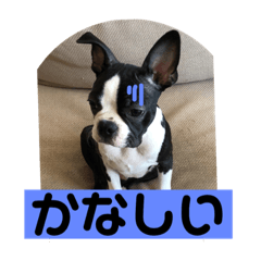 [LINEスタンプ] うちの さぶ！ 
