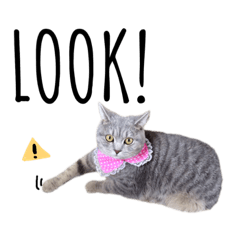 [LINEスタンプ] こつぶスタンプ〜おしゃカワ編〜
