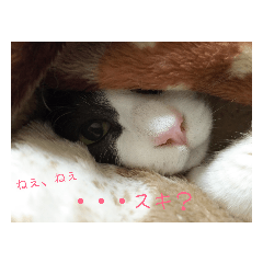 [LINEスタンプ] 小梅さんの1日 