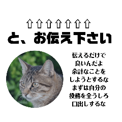 [LINEスタンプ] くちのわりぃ猫