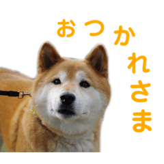 [LINEスタンプ] ゴンのおしゃべりスタンプ2