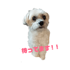 [LINEスタンプ] こだ＆ぽこ fetchpriority=high