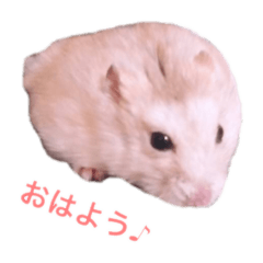[LINEスタンプ] ハムスター すーちゃん