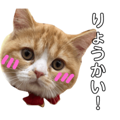 [LINEスタンプ] スコティッシュフォールドのぴな 
