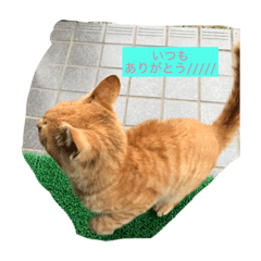 [LINEスタンプ] ✩家の猫✩スタンプ 