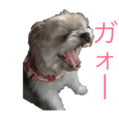 [LINEスタンプ] ゆる犬ショコタンs