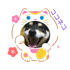 [LINEスタンプ] シバココ日和3