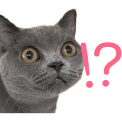 [LINEスタンプ] 猫さんたち！ 