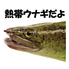 [LINEスタンプ] カッコいい熱帯ウナギ 