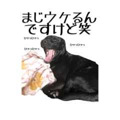 [LINEスタンプ] ヴィオラスタンプ1 