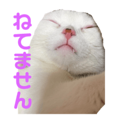 [LINEスタンプ] 垂れ耳ねこのグリコくん2