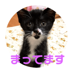 [LINEスタンプ] またちです 