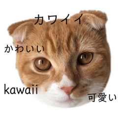 [LINEスタンプ] メルトのスタンプ2 